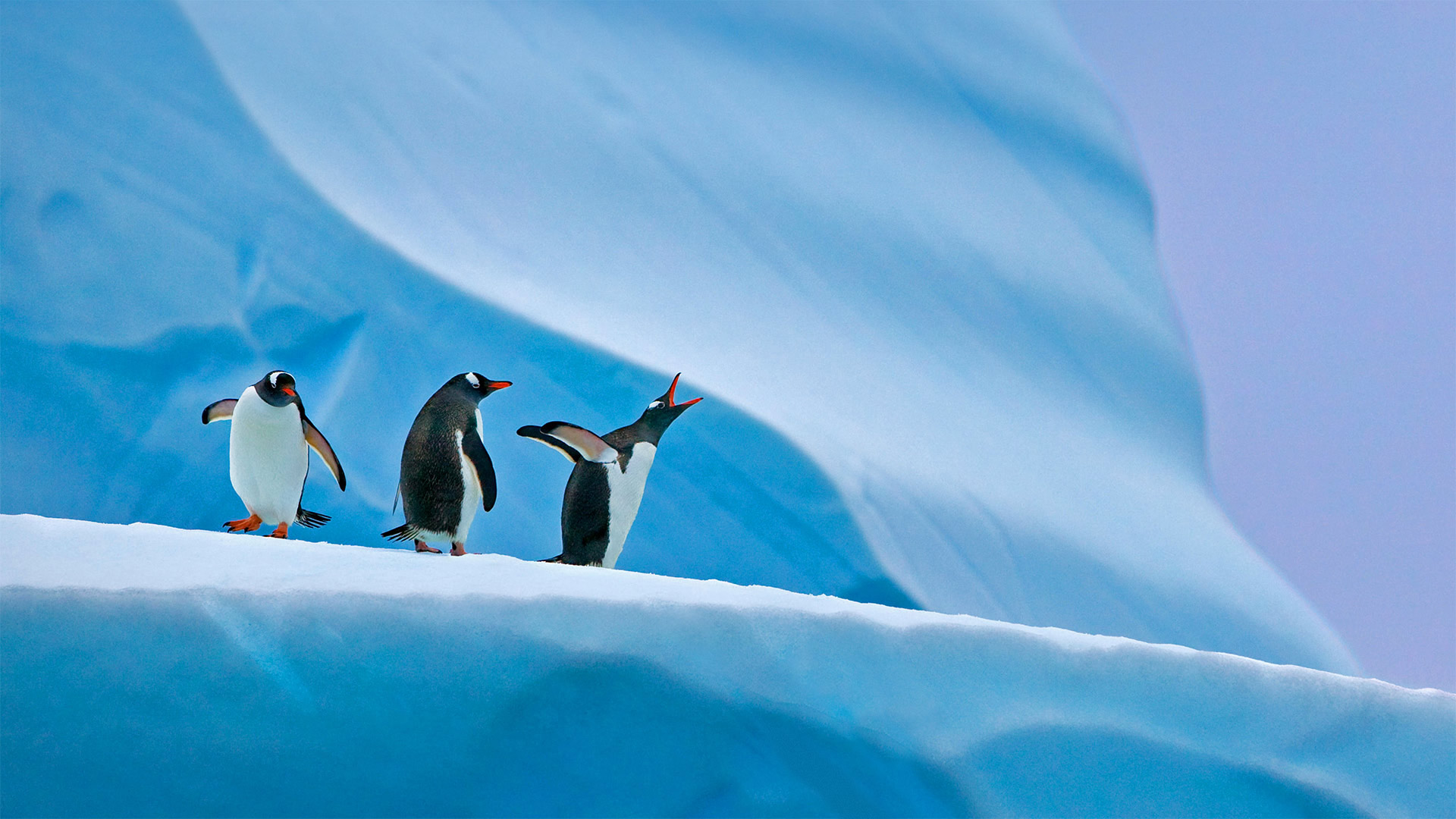 微软壁纸探索世界1223-巴布亚企鹅（Gentoo penguin）